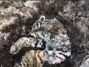 Дальневосточник убил тигрицу и оставил ее в замаскированном тайнике видео 18