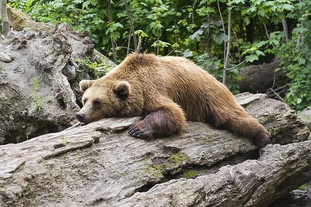 Свободненский медведь таинственно исчез после стрельбы в Орлином
