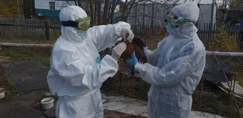 В Амурской области впервые официально выявлен птичий грипп В одном селе будет уничтожена вся домашняя птица
