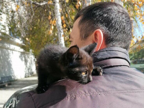Третий чёрный кот Мэр Благовещенска Олег Имамеев ищет имя для нового питомца