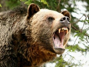 На окраине Свободного Амурской области медведь съел алабая на цепи