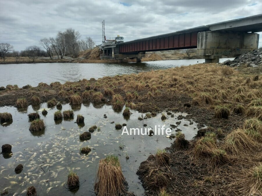 Море мертвой рыбы и зловонный запах в водоеме возле амурского села зафиксирована массовая гибель крупных рыб фото видео