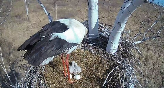 В аистиной квартире в Берёзовском заказнике вылупился третий птенец видеотрансляция из гнезда