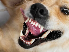 Администрация Свободного выплатит двум укушенным собаками горожанам по 20 тысяч рублей 
