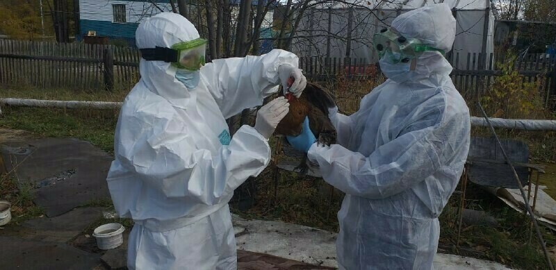 В Приамурье после выявления птичьего гриппа просят при подозрении звонить на горячую линию 