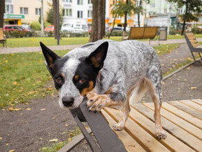 В Белогорске больше не ловят бродячих собак Закончились деньги