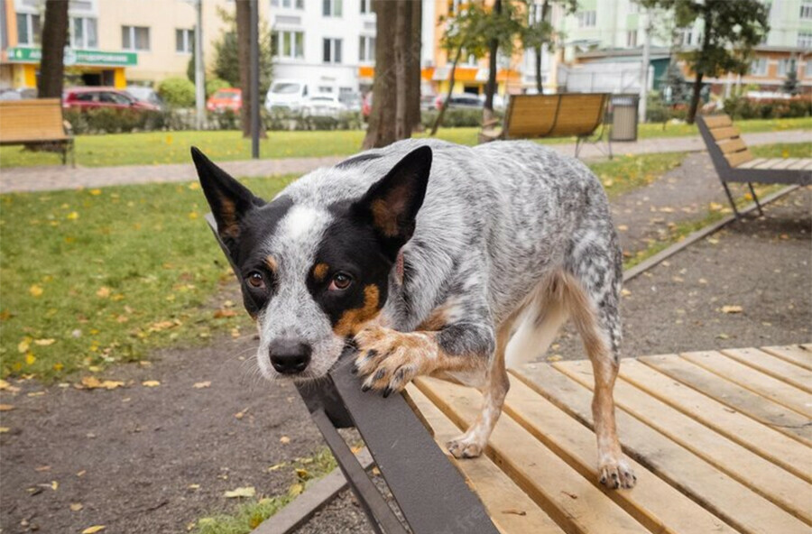 В Белогорске больше не ловят бродячих собак Закончились деньги