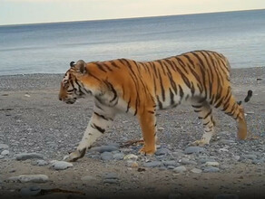 Полосатая Северина из заповедника Приморья родила первого тигренка видео