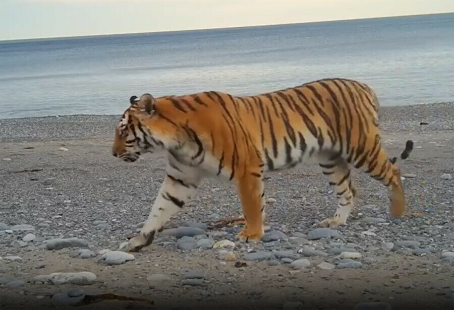 Полосатая Северина из заповедника Приморья родила первого тигренка видео