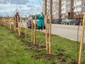 Более 4 тысяч деревьев высадят в Амурской области в рамках акции Сад памяти