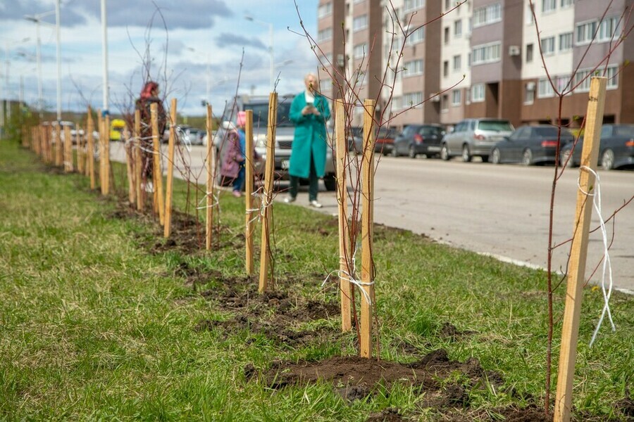 Более 4 тысяч деревьев высадят в Амурской области в рамках акции Сад памяти