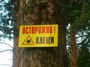 В Иркутской области москвичи пытались сжечь клеща и подожгли национальный парк