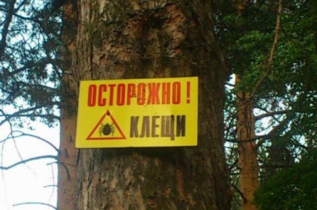 В Иркутской области москвичи пытались сжечь клеща и подожгли национальный парк