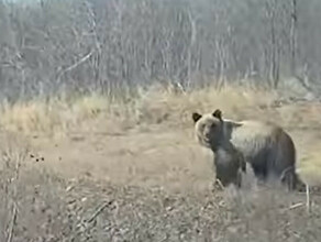 Большой медведь выбежал наперерез автомобилю дальневосточника видео