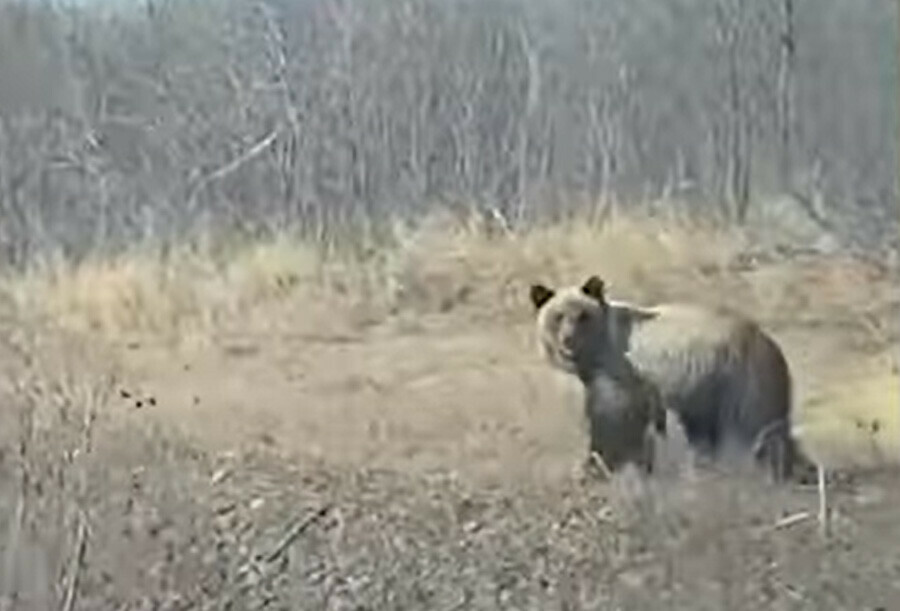 Большой медведь выбежал наперерез автомобилю дальневосточника видео