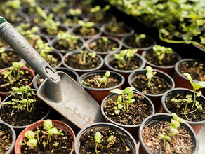  Социальный огород амурчане могут помочь нуждающимся рассадой и семенами