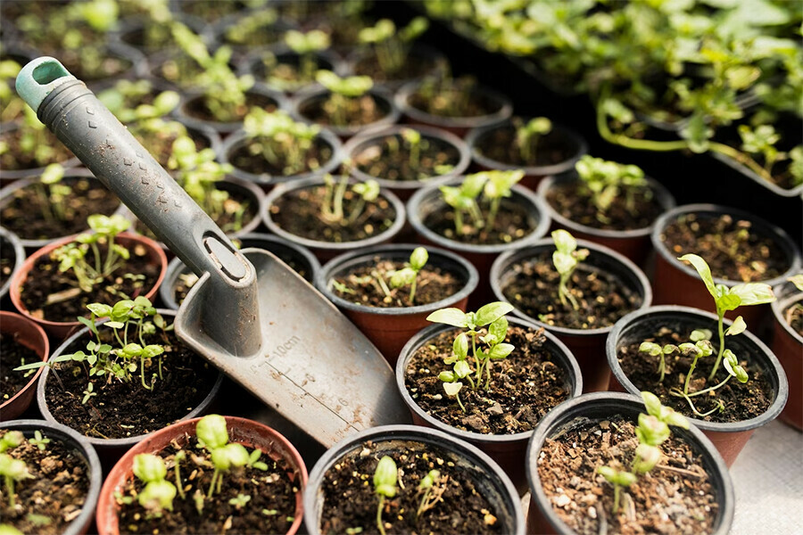  Социальный огород амурчане могут помочь нуждающимся рассадой и семенами