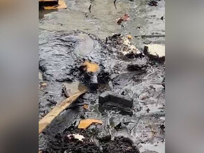 На волоске от смерти спасатели вытащили собаку из ямы с мазутом видео 