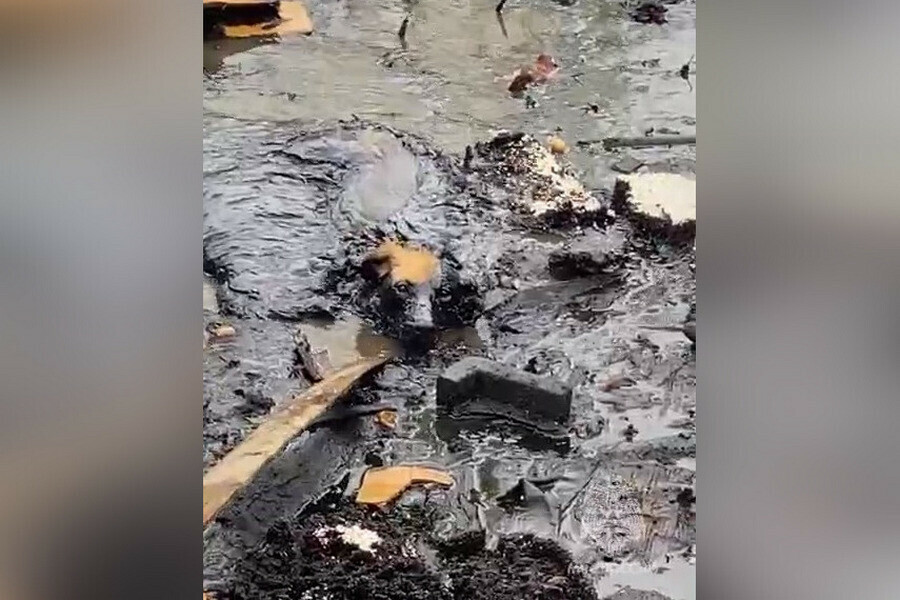 На волоске от смерти спасатели вытащили собаку из ямы с мазутом видео 