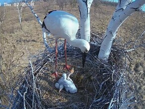 Похоже четвертого не будет Амурский эколог объяснил почему в аистином реалитишоу не вылупился последний птенец