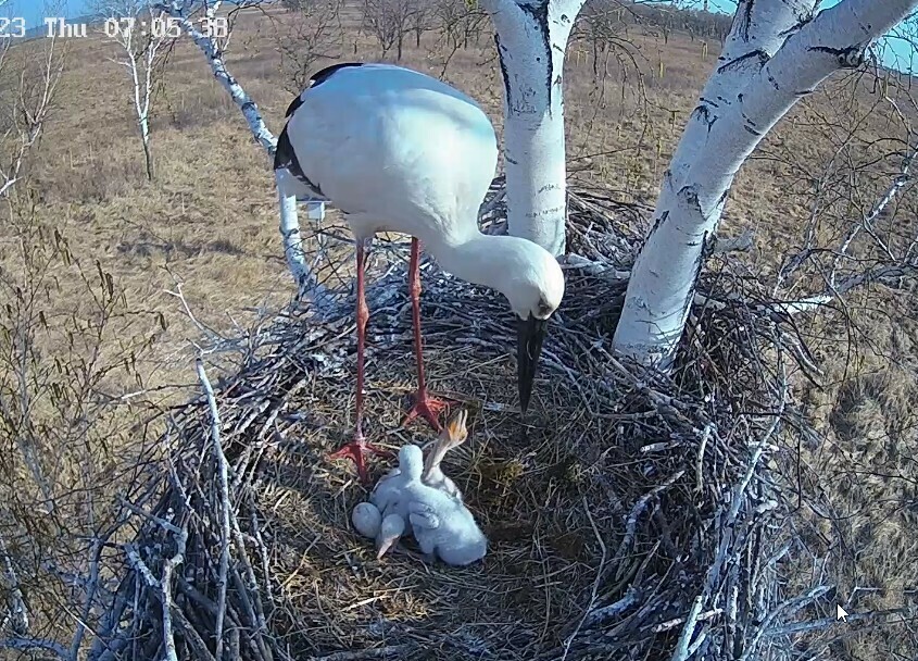 Похоже четвертого не будет Амурский эколог объяснил почему в аистином реалитишоу не вылупился последний птенец