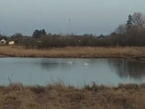 В Ивановке снова можно любоваться самой известной в Приамурье парой грациозных лебедей Но  издалека