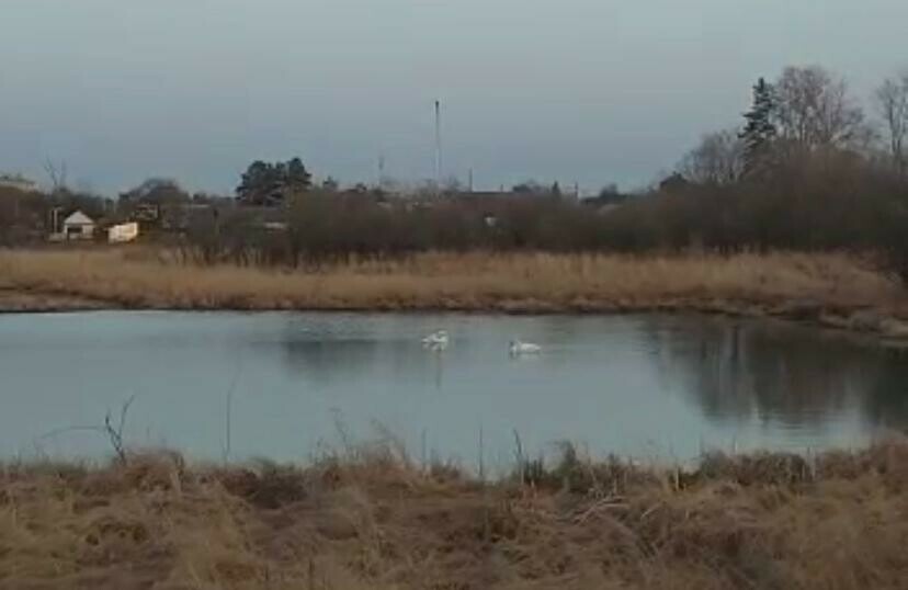 В Ивановке снова можно любоваться самой известной в Приамурье парой грациозных лебедей Но  издалека