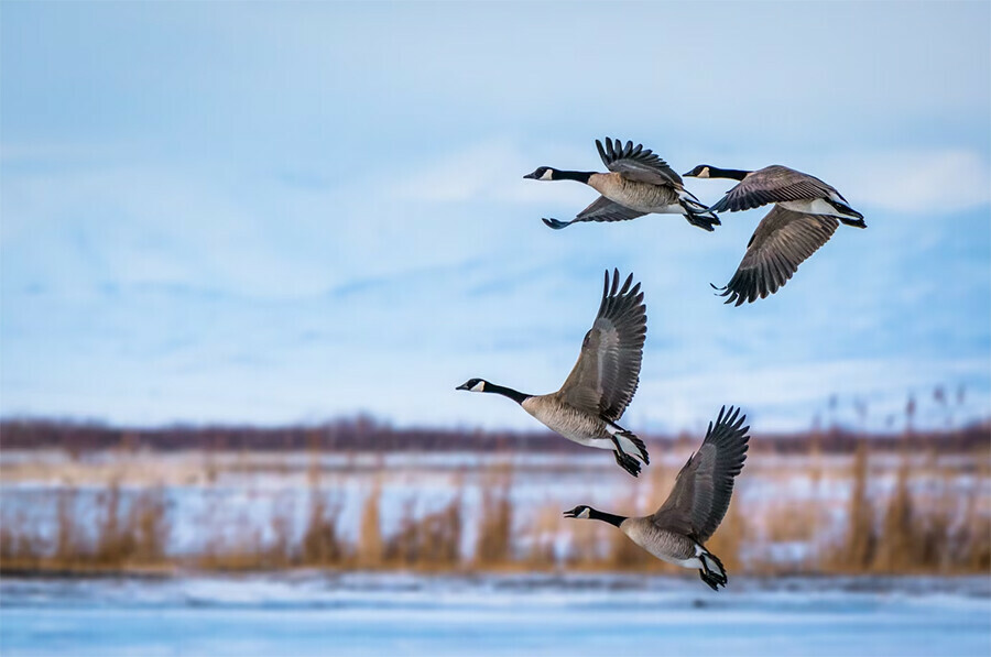 В Амурской области запретили стрелять диких гусей