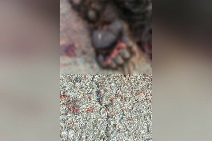На трассе в Приамурье насмерть сбили медведя фото 