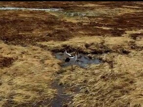 Амурский эколог выложил трогательное видео пары журавлей потерявших гнездо с потомством изза пожара