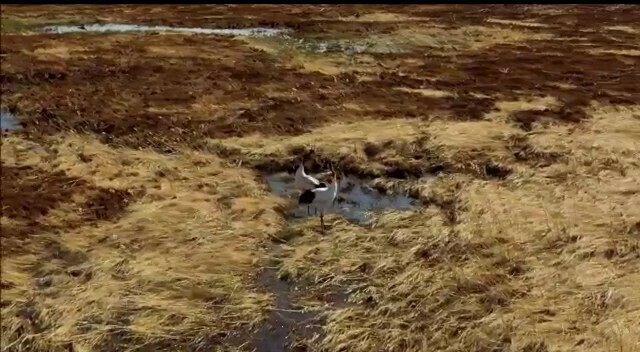 Амурский эколог выложил трогательное видео пары журавлей потерявших гнездо с потомством изза пожара