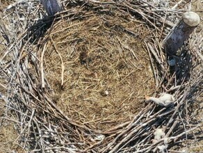 Загадочная трагедия в Амурской области четыре новорожденных аистенка погибли в гнезде