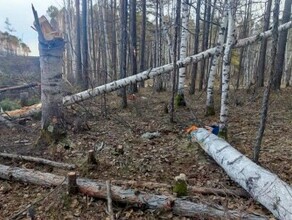 Лесоруб в Приамурье получил тяжелые травмы Возбуждено уголовное дело 