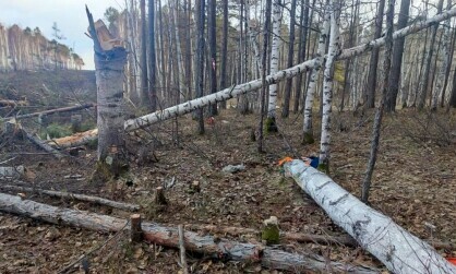 Лесоруб в Приамурье получил тяжелые травмы Возбуждено уголовное дело 