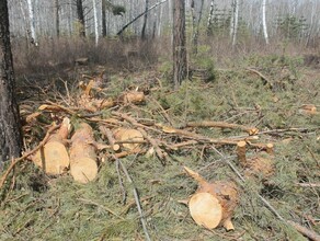 В Приамурье в популярной зоне отдыха черные лесорубы вырубили сосновый бор