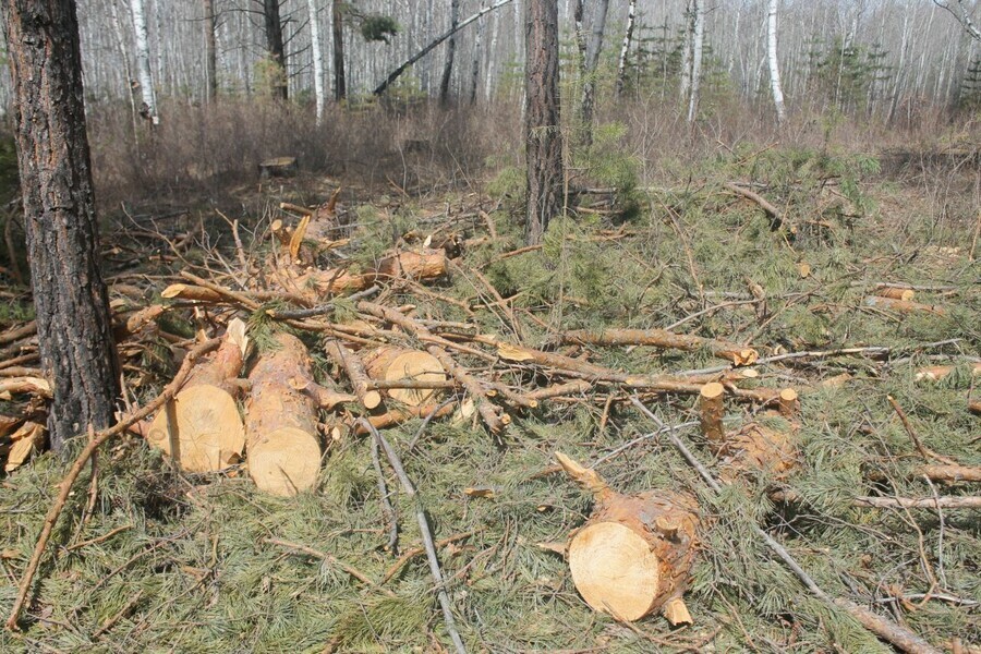 В Приамурье в популярной зоне отдыха черные лесорубы вырубили сосновый бор
