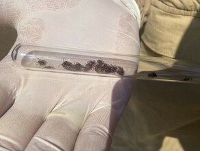 Двух клещей с энцефалитом обнаружили в Амурской области