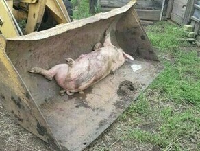 В Приморье откуда в Амурскую область везут мясо зафиксирована вспышка африканской чумы свиней