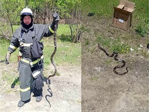 В Амурской области змея залезла на дерево возле жилого дома