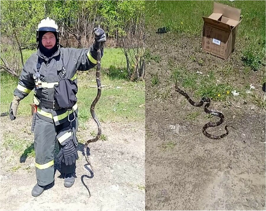 В Амурской области змея залезла на дерево возле жилого дома