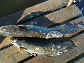 Приносите больную рыбу в ветлаборатории ждут больной улов амурчан