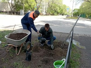 В Благовещенске вместо изуродованных обрезкой карагачей высадили розы