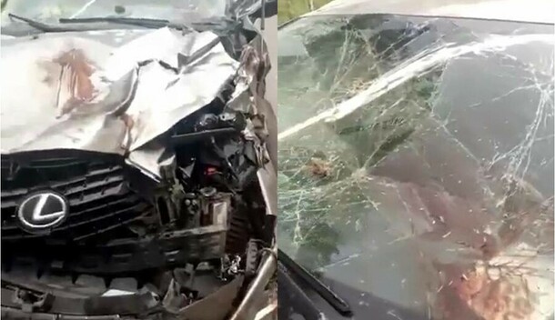 Сбитый на Дальнем Востоке медведь порвал зубами Lexus пытаясь достать людей