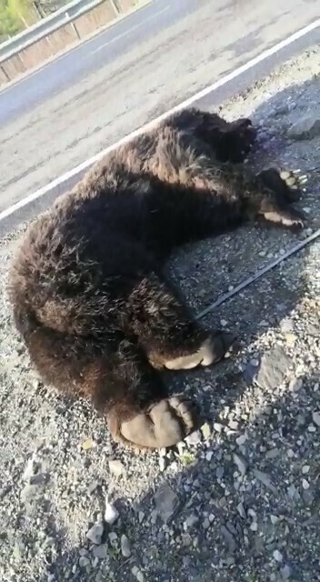 Сбитый на Дальнем Востоке медведь порвавший зубами Lexus похоже найден
