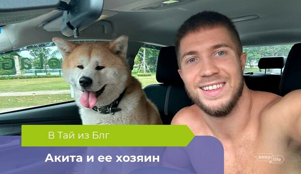 В Таиланд с собакой История счастливого пса и хозяина которые переехали из Благовещенска на Пхукет