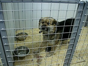 Сможет принять на 40  больше собак в Амурской области расширят один из приютов для животных