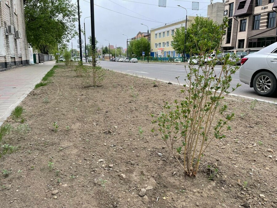 В Благовещенске озеленили один из кварталов улицы Мухина Доброе дело омрачила кража 