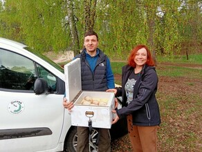 Яйца редкого вида птиц привезли в Приамурье Птенцы уже появились на свет фото 