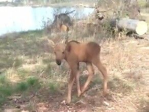 Как бы мамка не пришла сюда в Приамурье любопытный лосенок вышел к людям видео