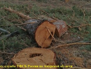 К реальному лишению свободы приговорили амурчанина за незаконную рубку леса фото 